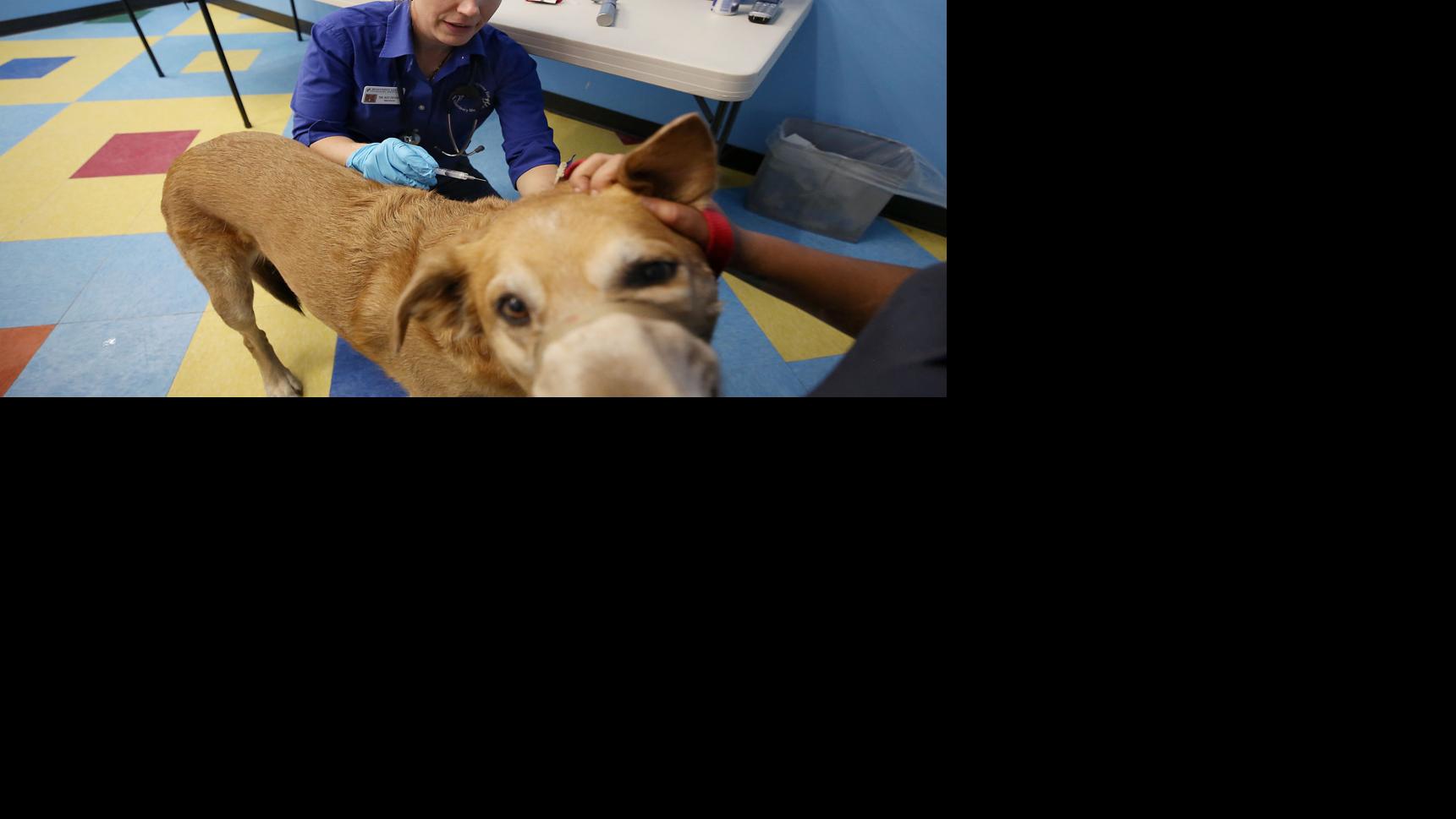 Are Dog Infections Contagious To Humans