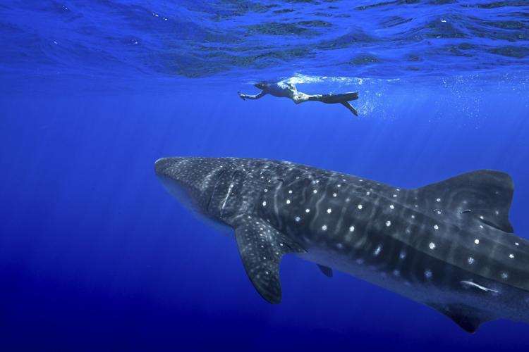 Whale Sharks Mating