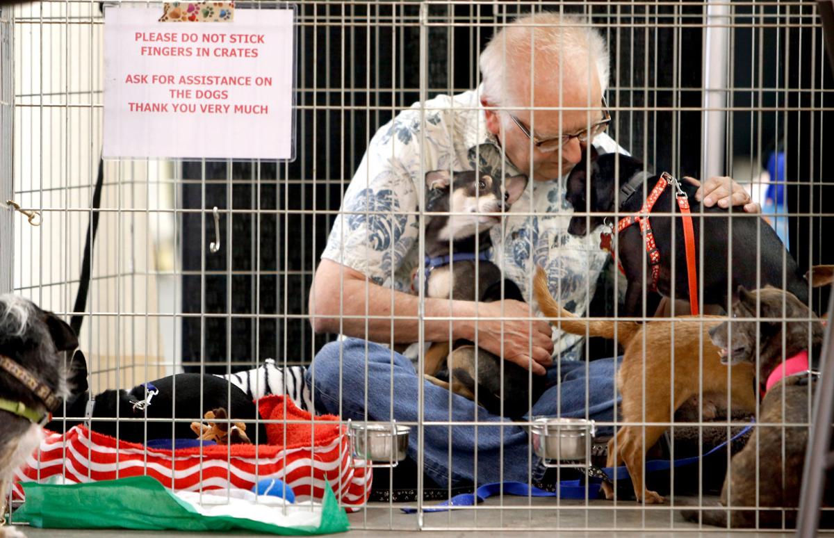 Fundraisers, events and a gala to benefit homeless pets