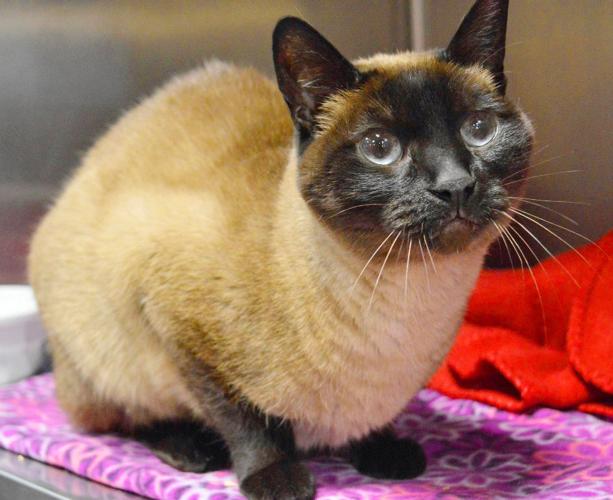 Saturday, May 6 — Support a cat shelter, rock hard