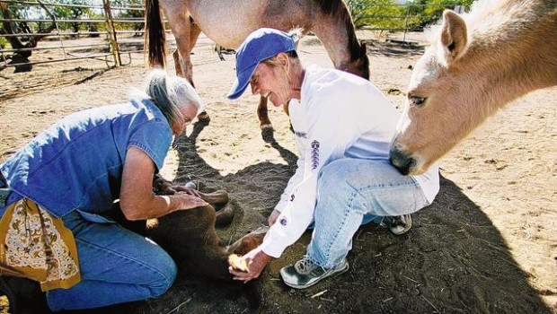 Sanctuary for equine 'rejects'  