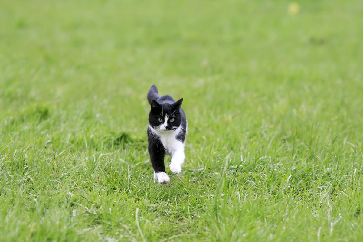 CHASING CATS