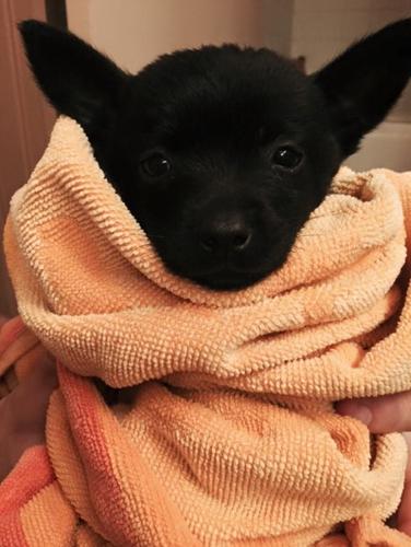 Puppy rescued by Angels for Animals from Summit, Arizona, Sept. 15, 2015