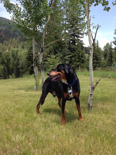 Happy National Dog Day!