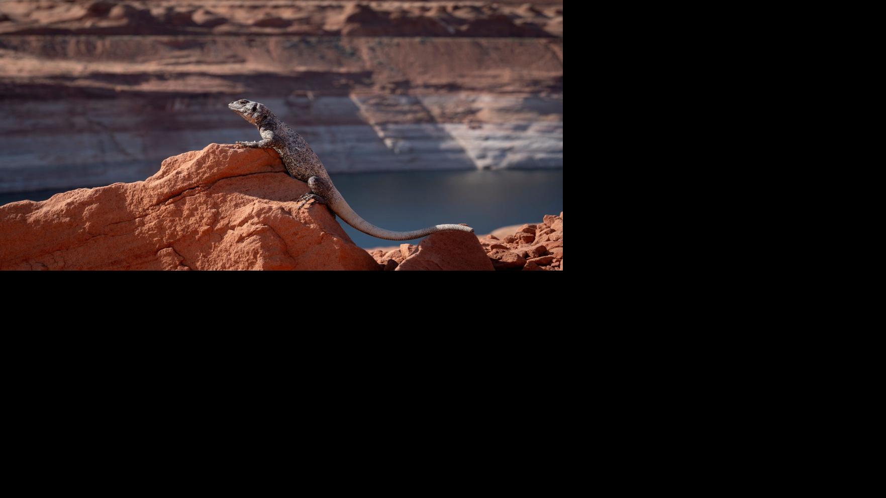 Could a massive pipeline from the East solve Arizona's water woes?