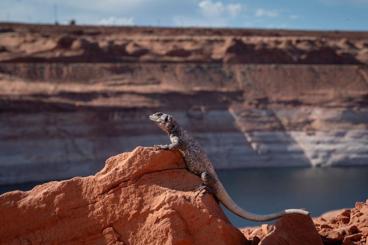 Could a massive pipeline from the East solve Arizona's water woes?