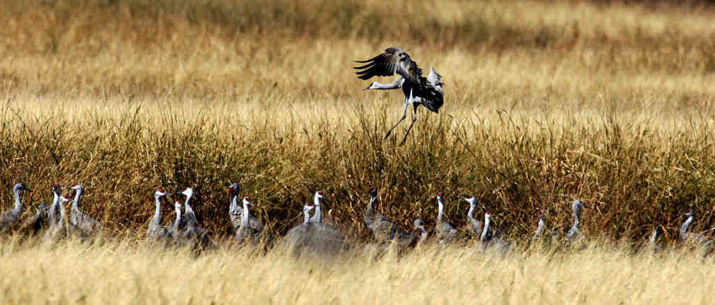 Sandhill cranes in Arizona