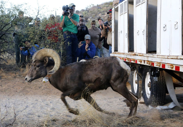 Bighorn sheep