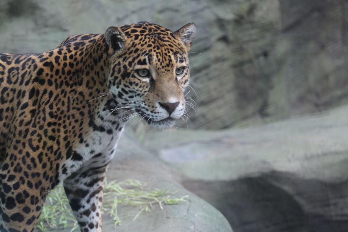 Meet Reid Park Zoo's new jaguar Bella