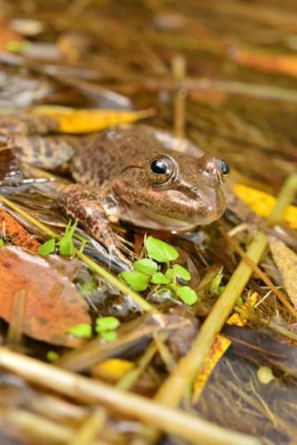 Tarahumara frog