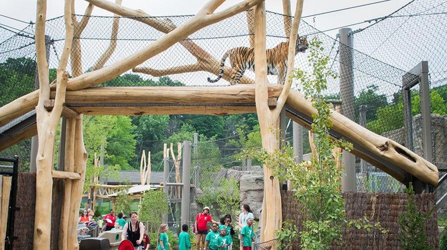 Tiger exhibit