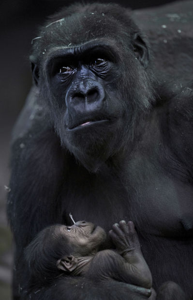 Animal shots of the week