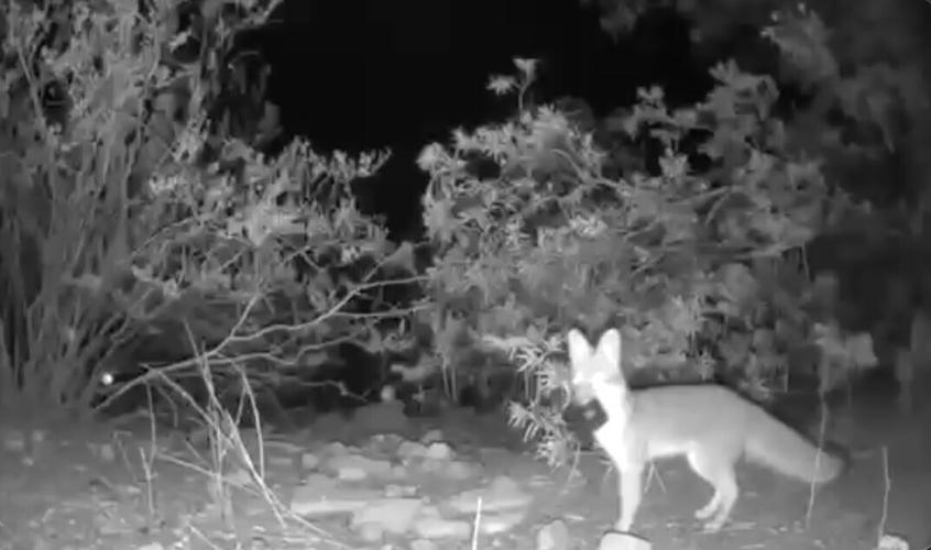 Notsosly Marana fox records itself stealing trail cameras