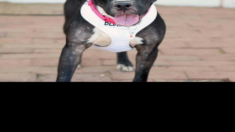 SaddleBrooke group kicks off fundraiser for Tucson pet rescue groups