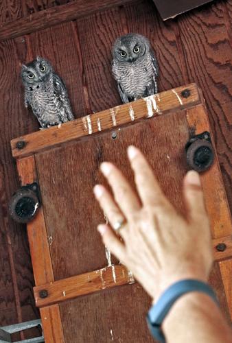 Screech Owls