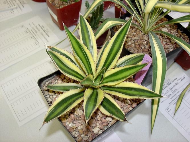 With autumn here soon, it's time for fall planting