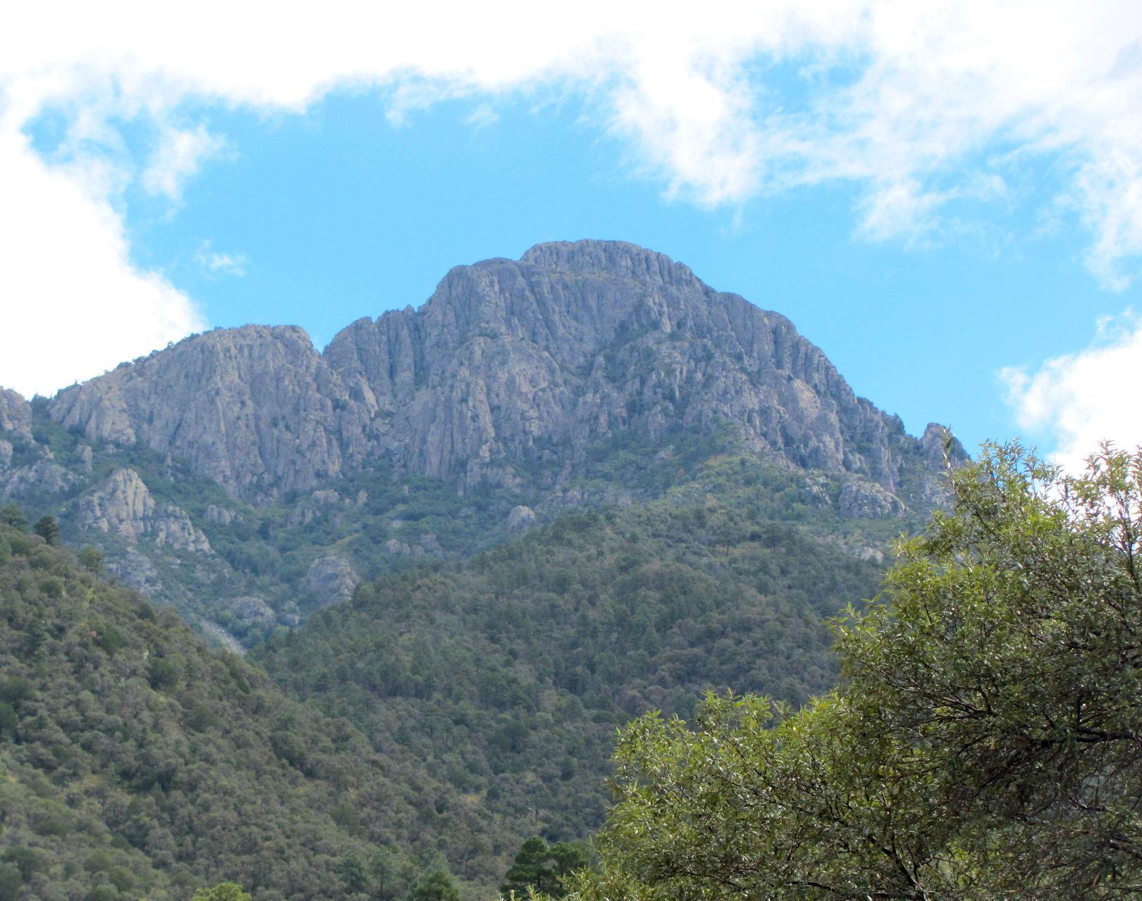 Rainwashed Madera Canyon has come alive