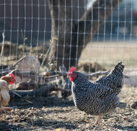 Las Milpitas Community Garden