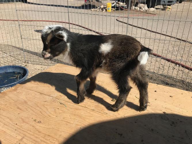 another goat