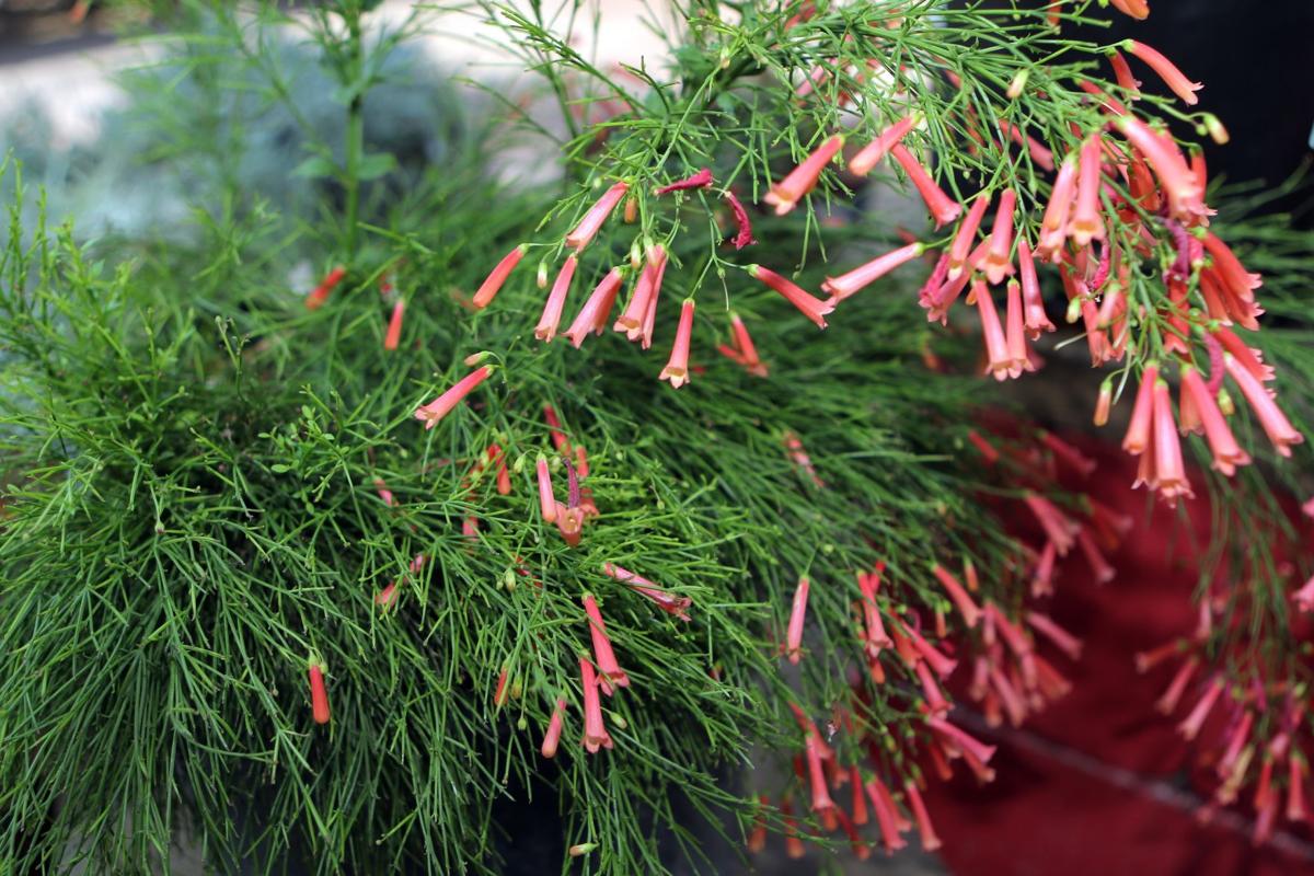 Firecracker plants bring sizzle and bursts of color to your garden