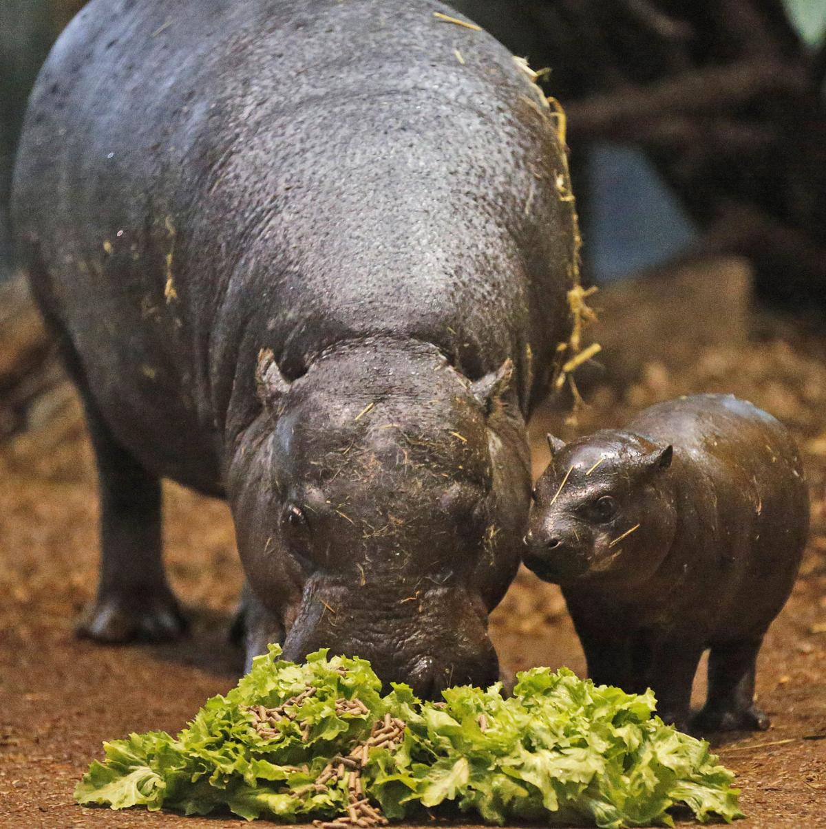 Photos: Baby zoo animals | Entertainment | tucson.com