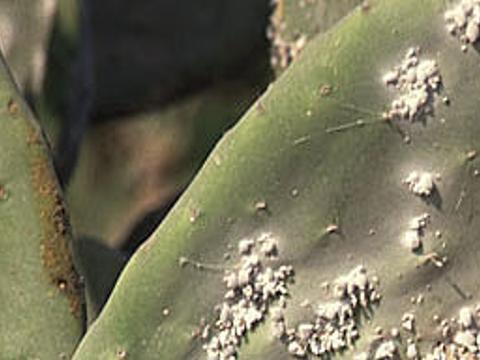 Cochineal Scale Insects Not Likely To Do Major Damage Tucson Com