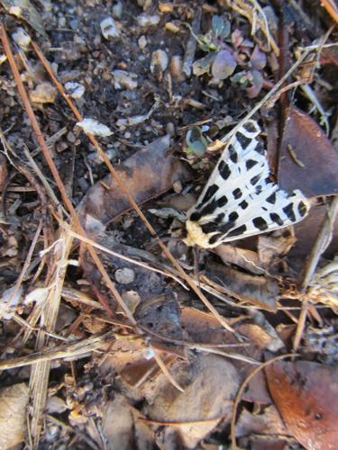 Relatively unstudied moth could be a problem