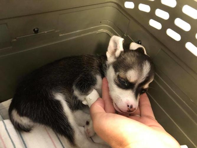 Husky puppy found in wash