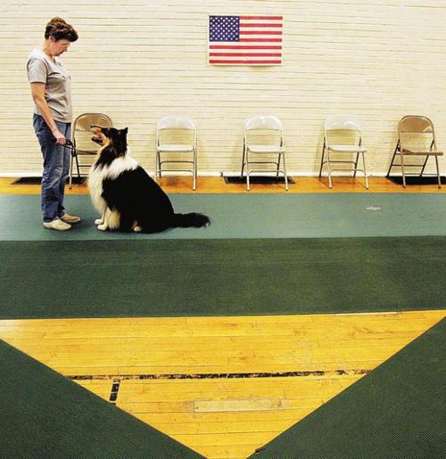 Obedience keys: practice, treats  