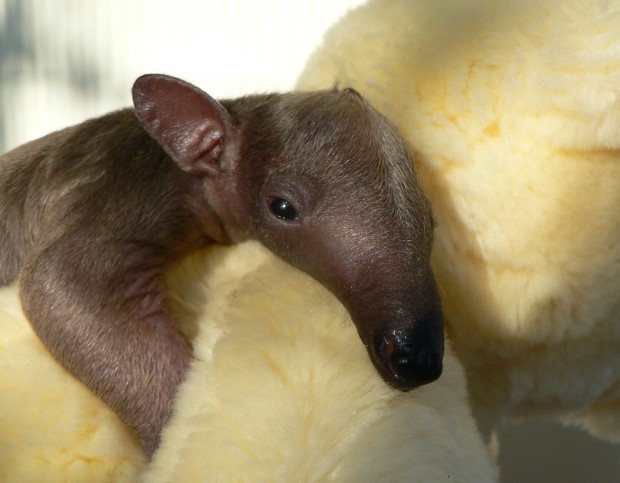 Tamandua