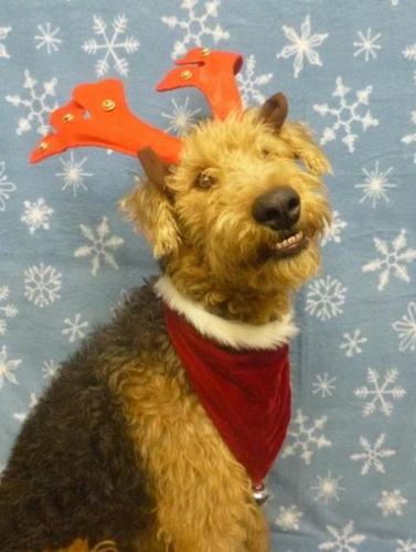 Tucson's holiday pets
