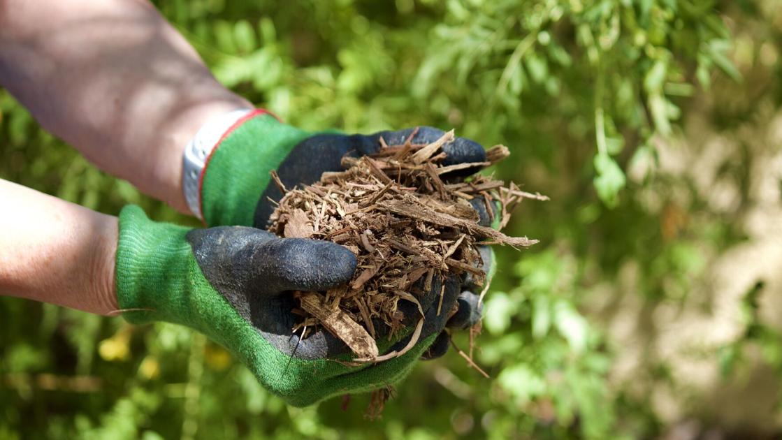 Choosing the right mulch for your Tucson garden