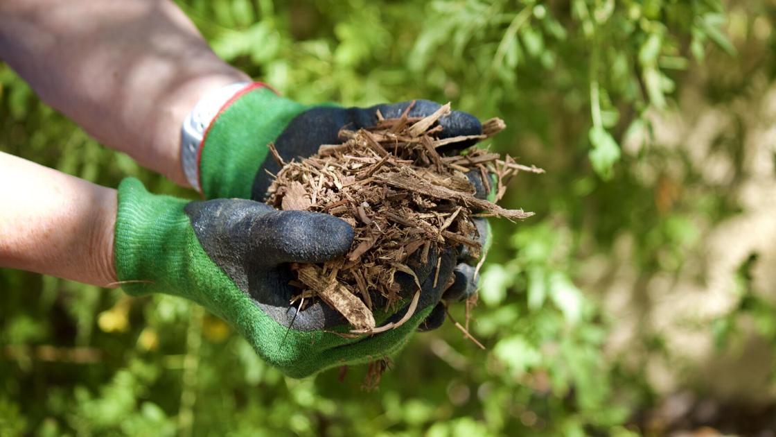 Choosing the right mulch for your Tucson garden | Home & Garden
