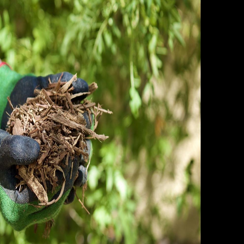 Choosing the right mulch for your Tucson garden