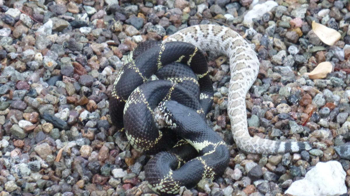 Out enjoying Arizona's warm weather? Rattlesnakes are too