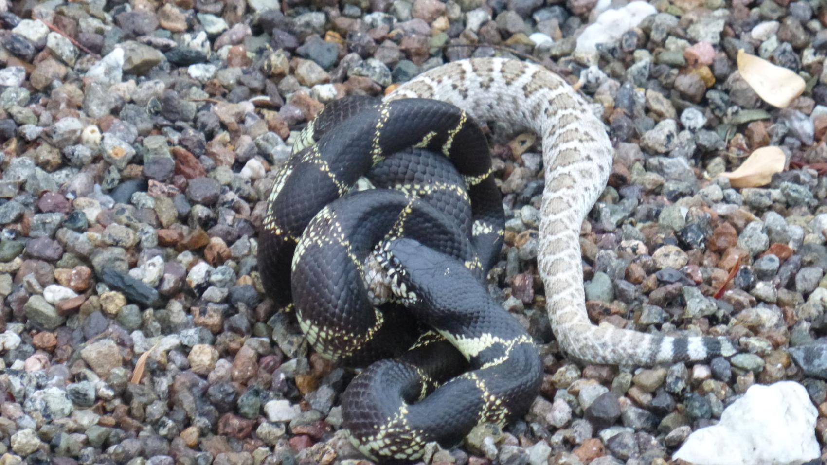 Out enjoying Arizona's warm weather? Rattlesnakes are too