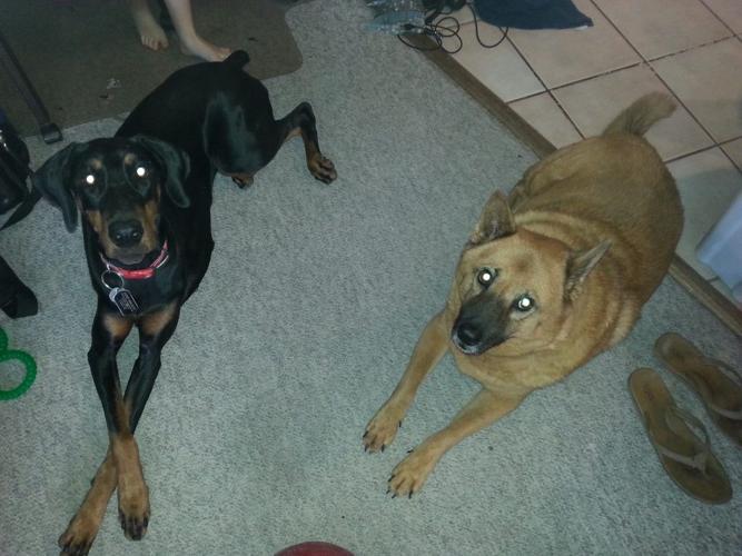 Happy National Dog Day!