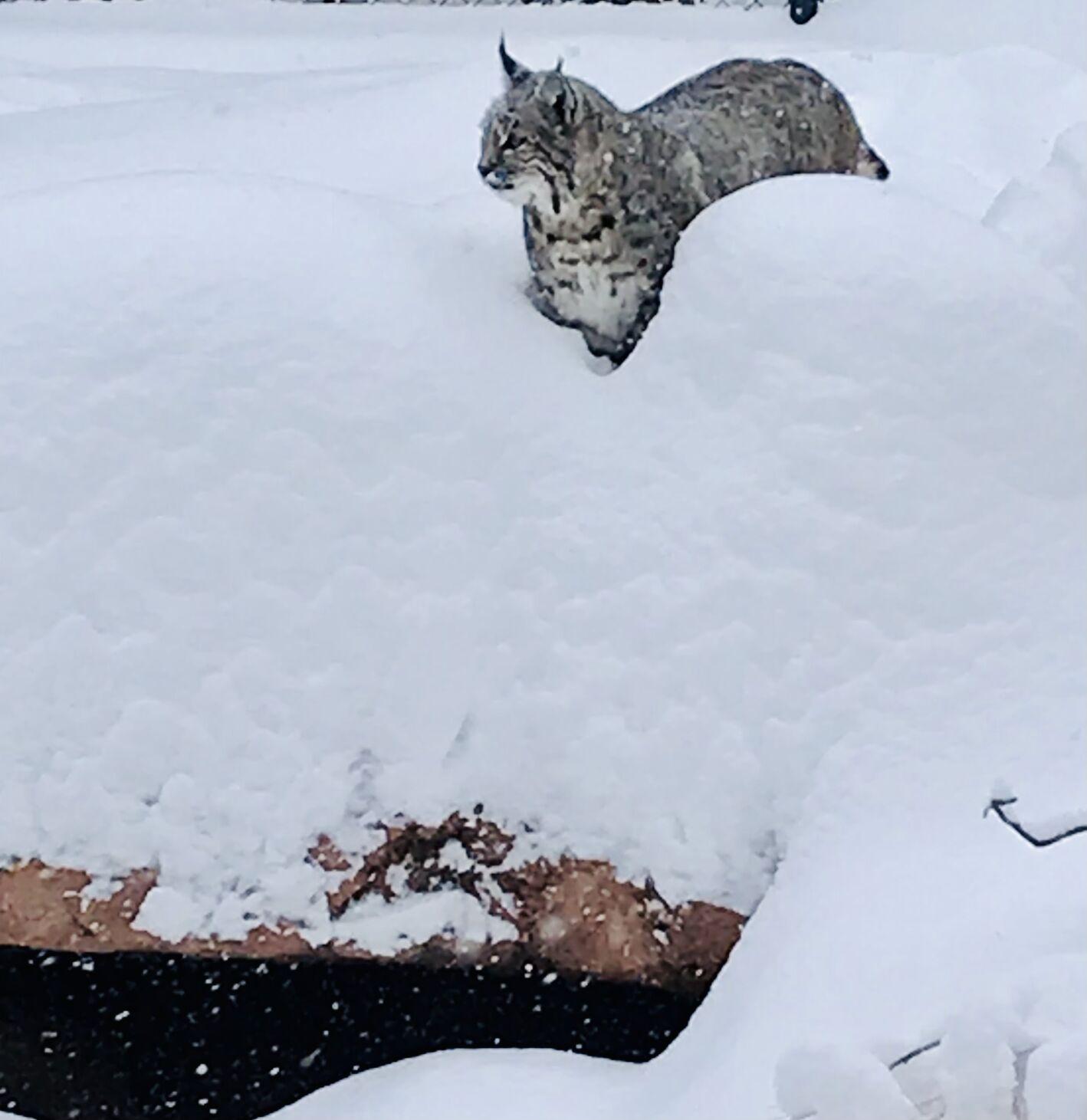 Photos Animals at Bearizona in Northern Arizona enjoy the snow day