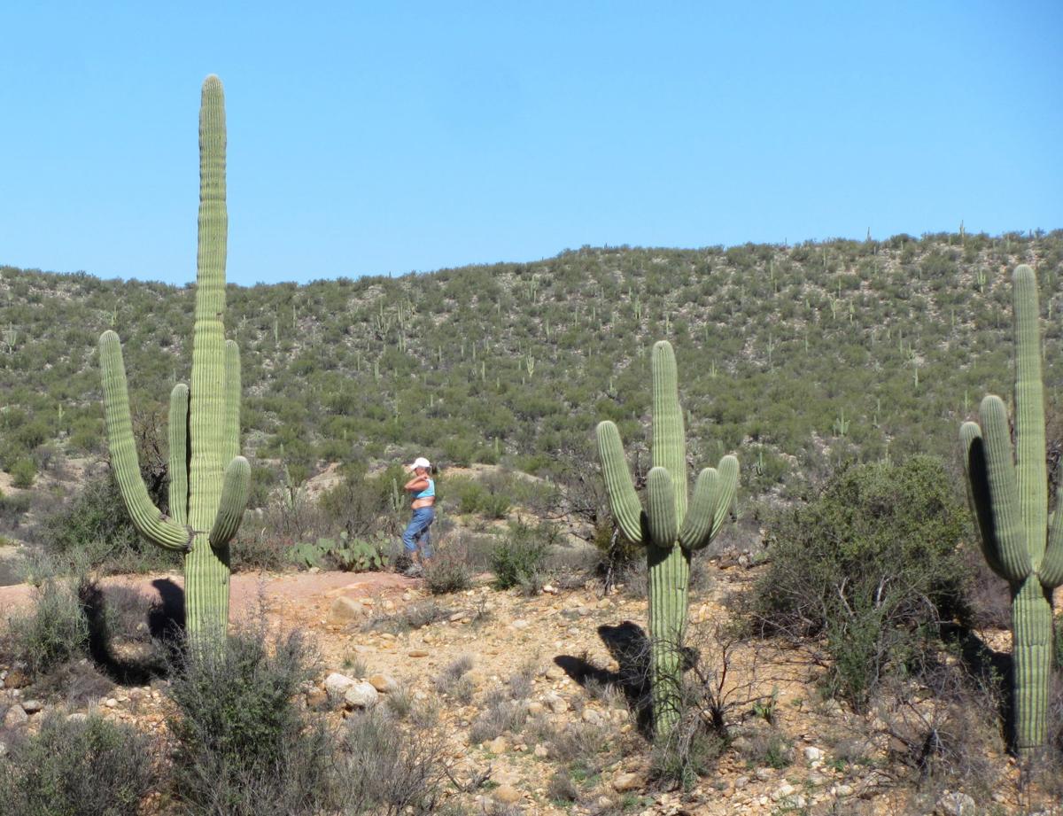 Hiker at Catalina Park