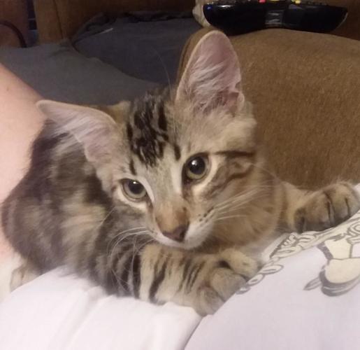 Adopt a friend: Klaus