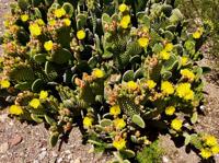 Bonanza of the flowers