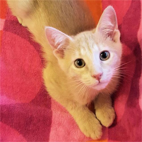 Adopt A Friend: Michael