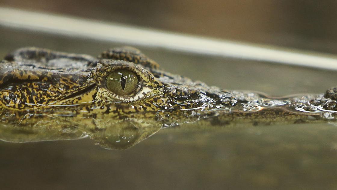 Tucson Reptile and Amphibian Show