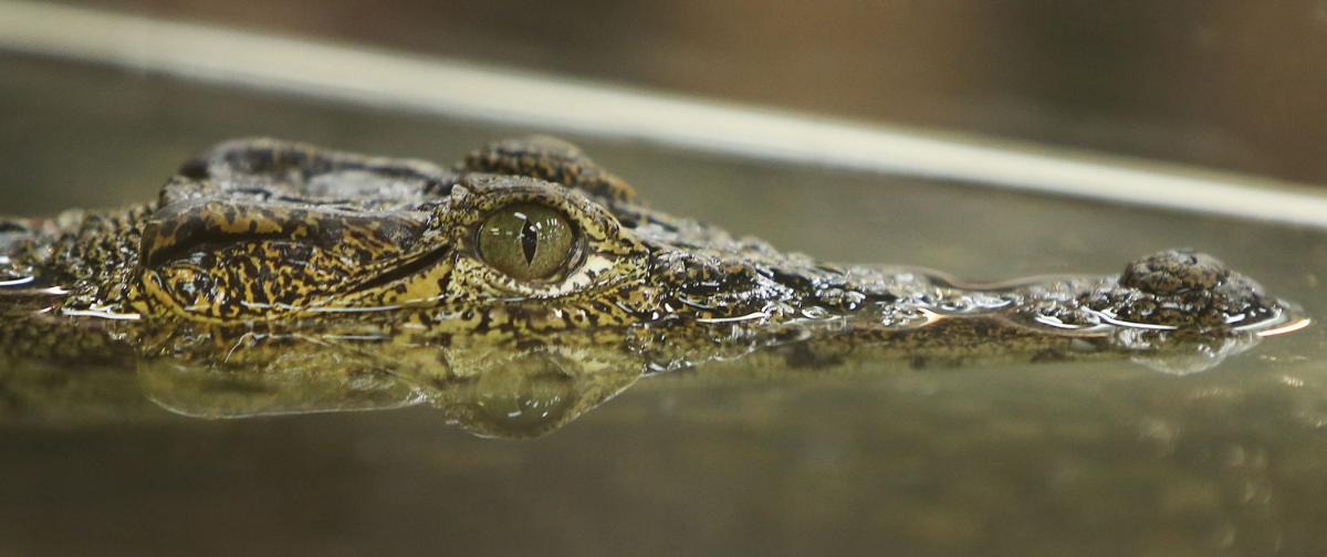 Photos: Tucson Reptile and Amphibian Show | Local news | tucson.com