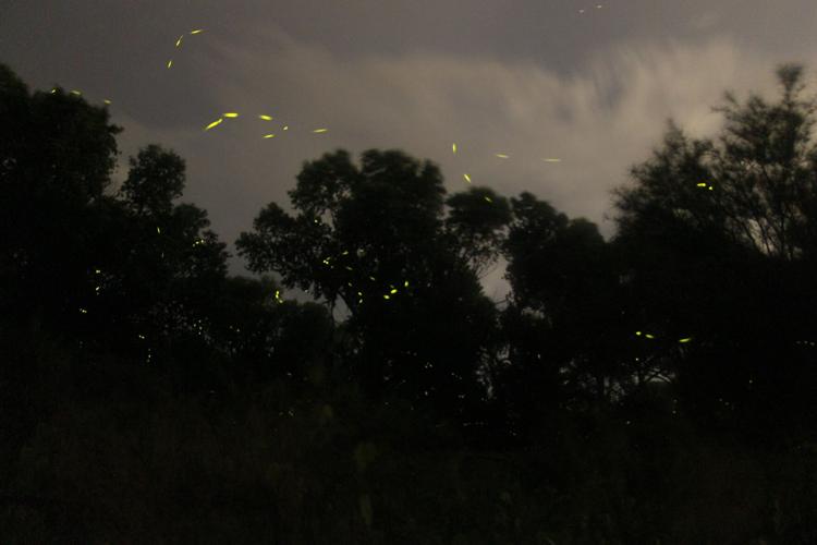Tumacacori fireflies