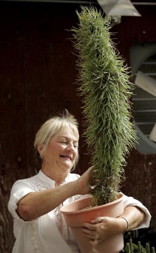 Plant collecting a hobby only for the hardy    