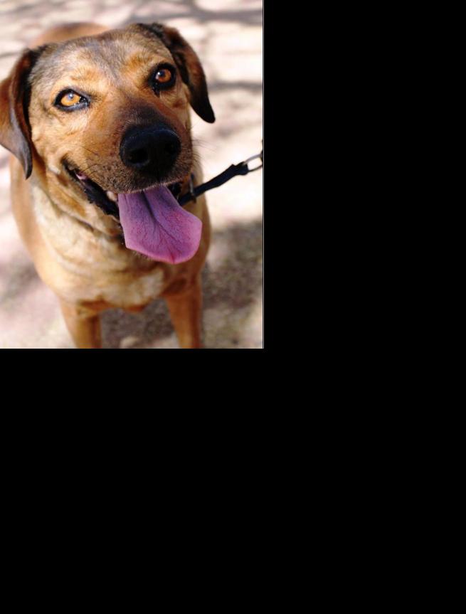 Adopt a friend: Hope