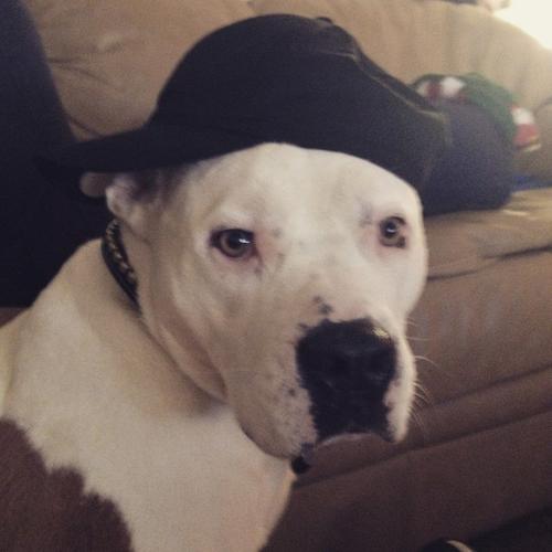 Happy National Dog Day!