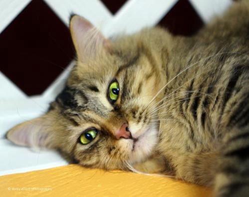 Adopt A Friend: Sarabi