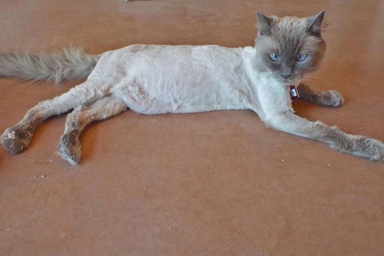 Adopt a Friend: Lollie